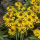 Купити Ехінацея Fountain Yellow 1e gr в Києві