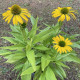 Купити Ехінацея Fountain Yellow 1e gr в Києві