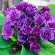 Купити Примула махрова BARNHAVEN 'Purple Storm' в Києві