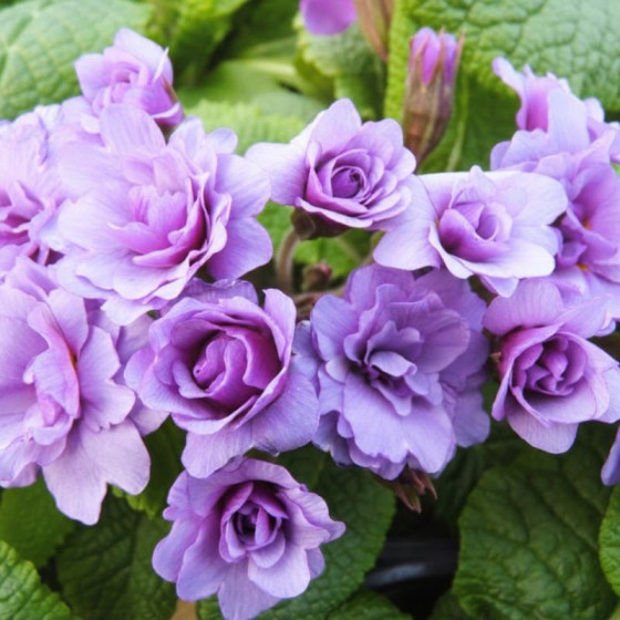 Купити Примула махрова BARNHAVEN 'Purple Storm' в Києві