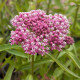 Купити Ваточник (Asclepias) Incarnata Soulmate в Києві