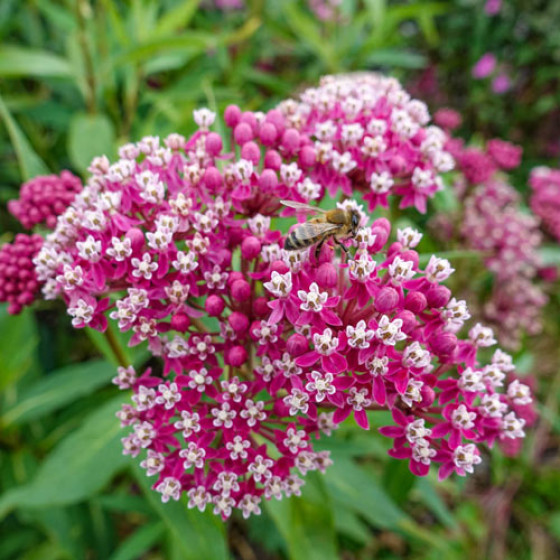 Купити Ваточник (Asclepias) Incarnata Soulmate в Києві
