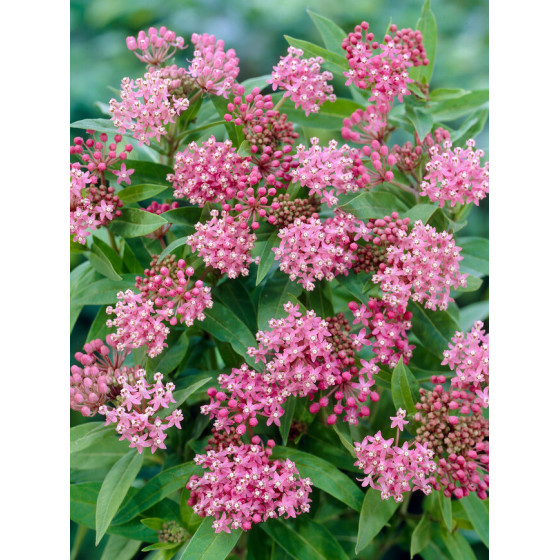 Купити Ваточник (Asclepias) Incarnata Soulmate в Києві