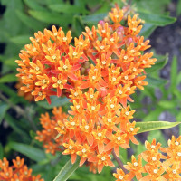 Ваточник (Asclepias) Tuberosa