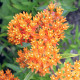 Купити Ваточник (Asclepias) Tuberosa в Києві