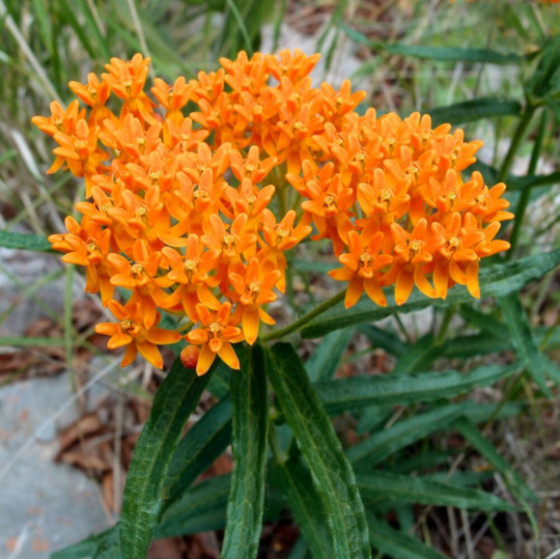 Купити Ваточник (Asclepias) Tuberosa в Києві