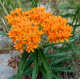 Купити Ваточник (Asclepias) Tuberosa в Києві