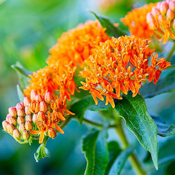 Купити Ваточник (Asclepias) Tuberosa в Києві