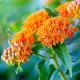 Купити Ваточник (Asclepias) Tuberosa в Києві