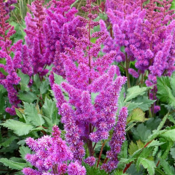 Купити Астильба Purple Rain в Києві