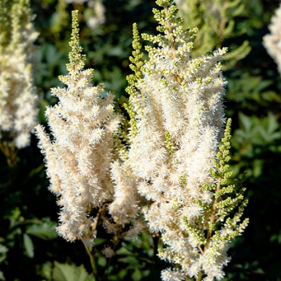 Купити Астильба Whiteberry в Києві