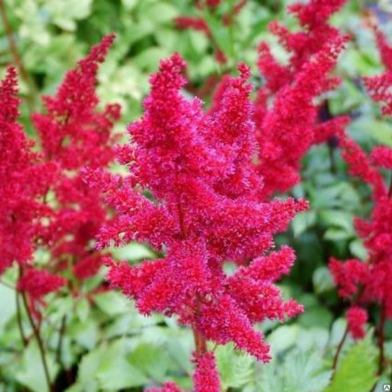 Купити Астильба Etna в Києві