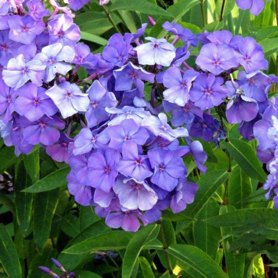 Купити Флокс Blue Paradise в Києві