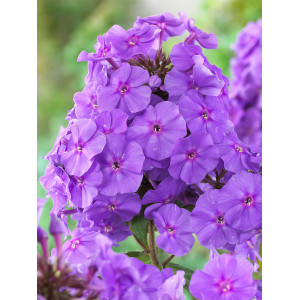 Флокс Amethyst