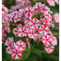 Флокс Peppermint Twist