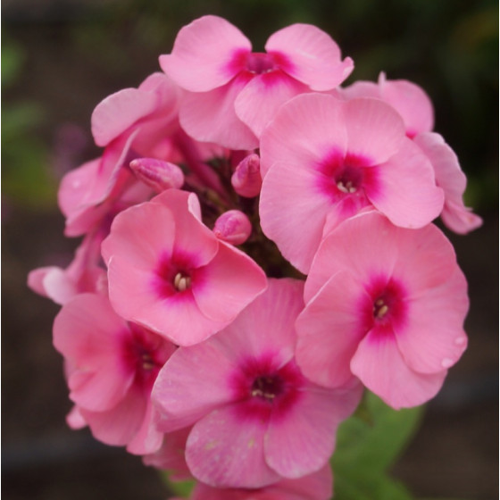 Купити Флокс Jeff`S Pink в Києві