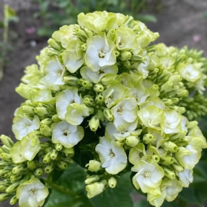 Флокс Orchid Green