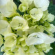 Купити Флокс Orchid Green в Києві