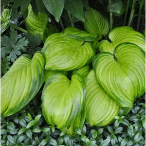 Хоста Avocado