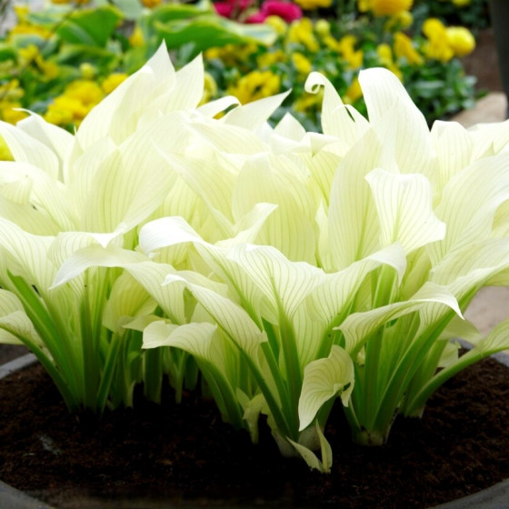 Купити Хоста White Feather в Києві