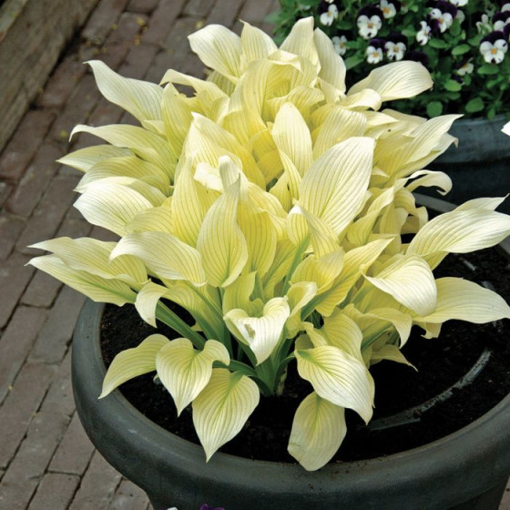 Купити Хоста White Feather в Києві
