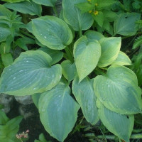 Хоста Alvatine Taylor Хоста Alvatine Taylor