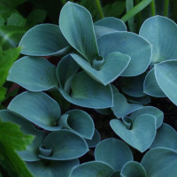Хоста Blue Mouse Ears