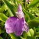 Купити Роскоя Auriculata в Києві