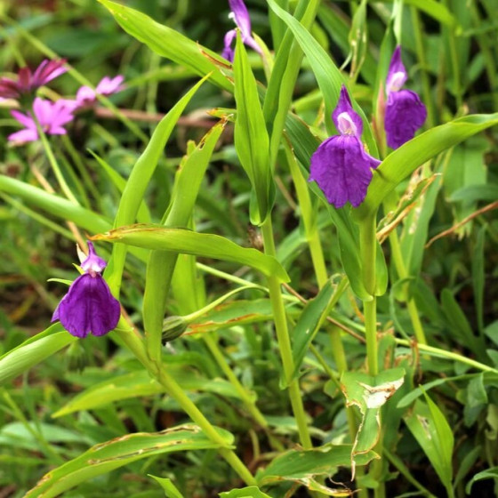 Купити Роскоя Auriculata в Києві