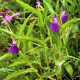 Купити Роскоя Auriculata в Києві