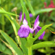 Купити Роскоя Auriculata в Києві