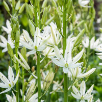 Камасія Leichtlinii Alba