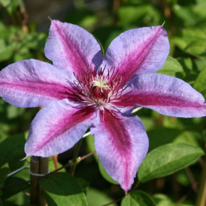 Клематис Akaishi