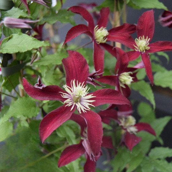 Купити Клематіс Glorious Red в Києві