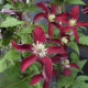 Купити Клематіс Glorious Red в Києві