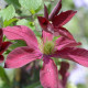 Купити Клематіс Glorious Red в Києві