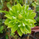 Купити Клематіс Green Passion в Києві