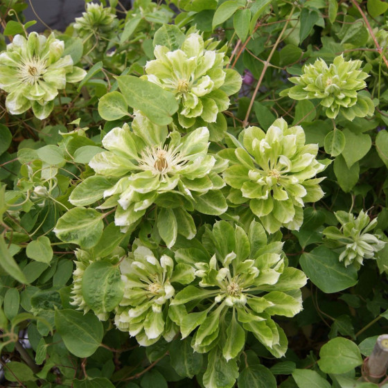 Купити Клематіс Green Passion в Києві