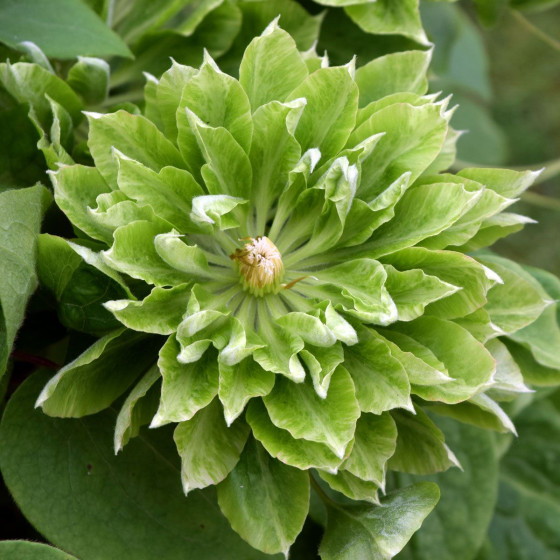 Купити Клематіс Green Passion в Києві