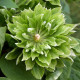 Купити Клематіс Green Passion в Києві