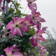 Купити Клематіс I am Happy в Києві