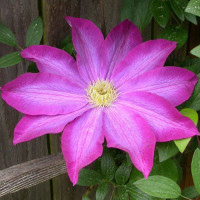 Клематіс Kakio (Pink Champagne)