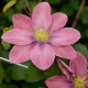 Купити Клематіс Little Mermaid в Києві