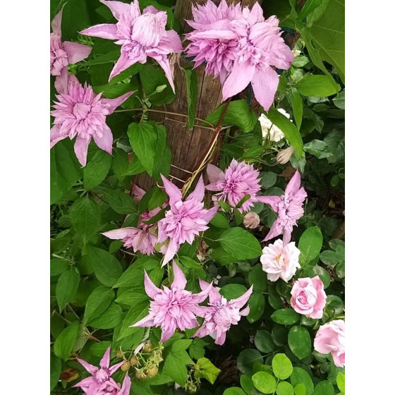Купити Клематіс Multi Pink в Києві