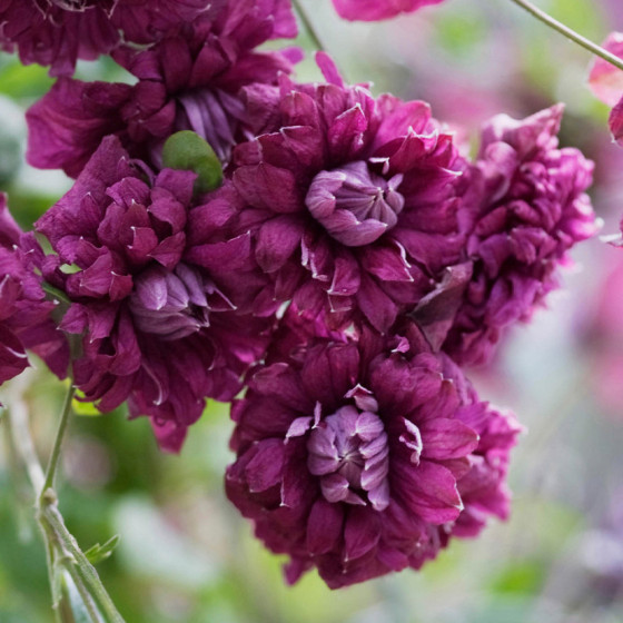 Купити Клематіс Purpurea Plena Elegans в Києві
