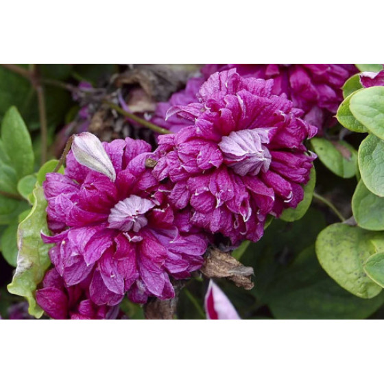 Купити Клематіс Purpurea Plena Elegans в Києві