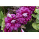 Купити Клематіс Purpurea Plena Elegans в Києві