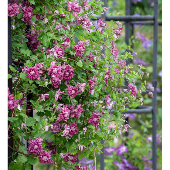 Купити Клематіс Purpurea Plena Elegans в Києві