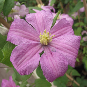Клематис Comtesse De Bouchaud