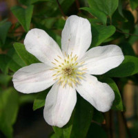 Клематіс Huldine
